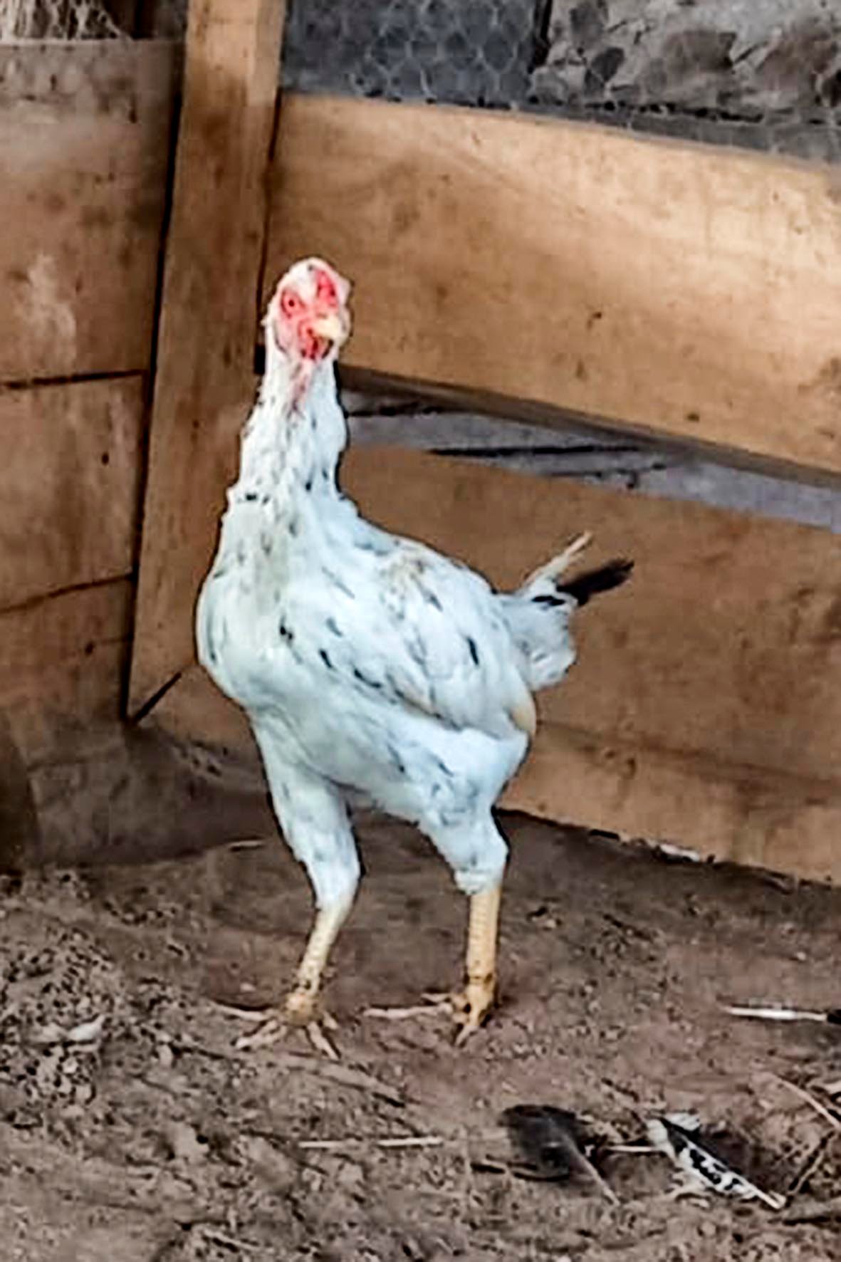 WhatsApp Image 2025-04-03 at 7.35.04 PM (3) copia.jpg